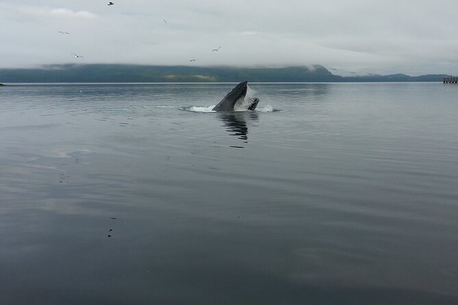 3.5 Hour Crowd-Skipping Whale Tour in Juneau, Alaska - Why the small boat changes the whale-watching experience