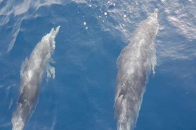 3-hour excursion to Puerto Colón Adeje to see whales - Key points to know before you book