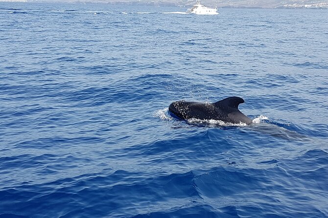 3-hour excursion to Puerto Colón Adeje to see whales - Snacks, fish, and a coastal return
