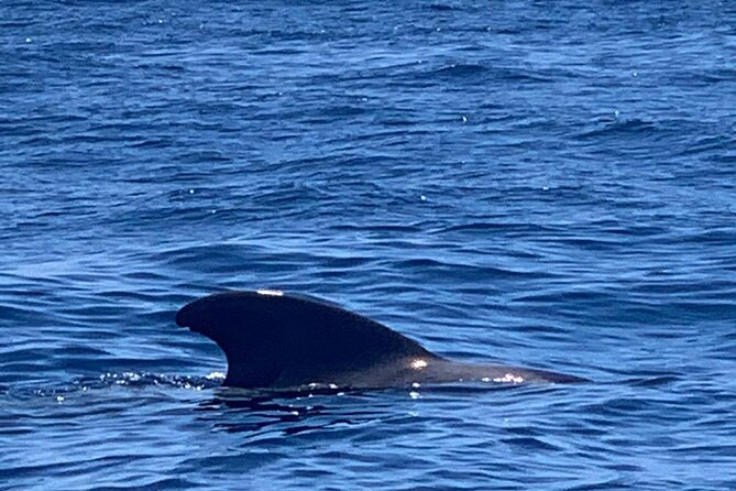 3-hour excursion to Puerto Colón Adeje to see whales - Who will enjoy this boat trip most?