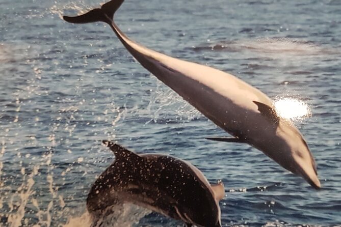 3-hour excursion to Puerto Colón Adeje to see whales - A practical plan for the day