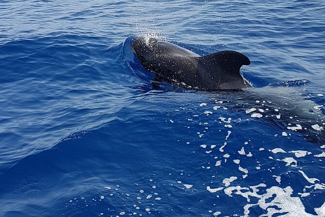 3-hour excursion to Puerto Colón Adeje to see whales - Looking for pilot whales and dolphins near La Gomera