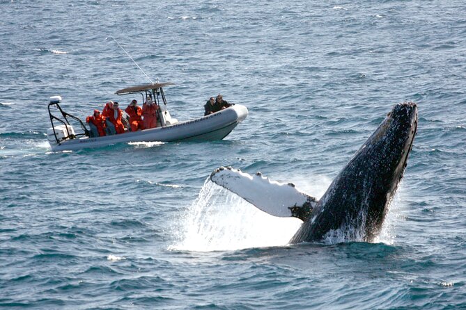 3-Hour Guided Whale and Dolphin Watching Experience in San Diego - Key points to know before you go