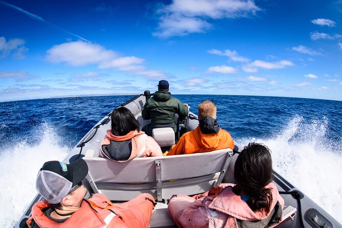 3-Hour Guided Whale and Dolphin Watching Experience in San Diego - Setting out from Harbor Island Drive