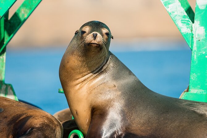 3-Hour Guided Whale and Dolphin Watching Experience in San Diego - Dolphins, sea lions, and the real highlight