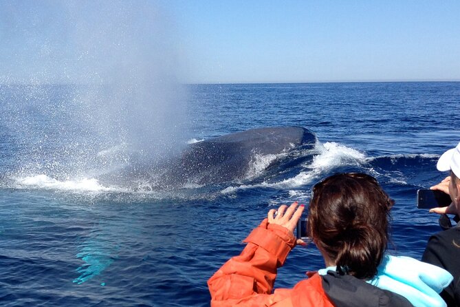 3-Hour Guided Whale and Dolphin Watching Experience in San Diego - What the guides add to the experience