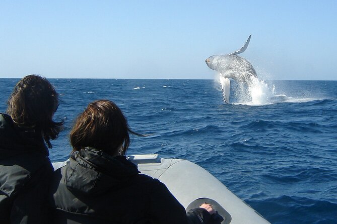 3-Hour Guided Whale and Dolphin Watching Experience in San Diego - The cold-weather reality on the water