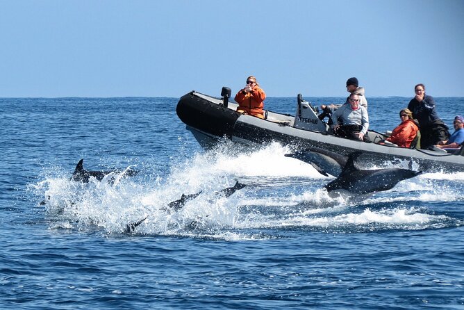 3-Hour Guided Whale and Dolphin Watching Experience in San Diego - Is $149 a fair price?