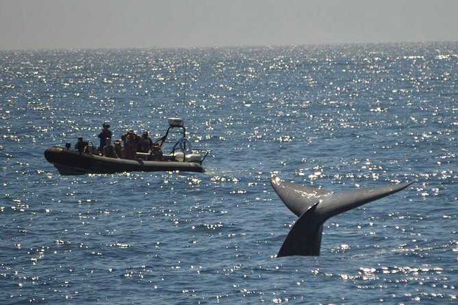3-Hour Guided Whale and Dolphin Watching Experience in San Diego - Who should book this small Zodiac tour?