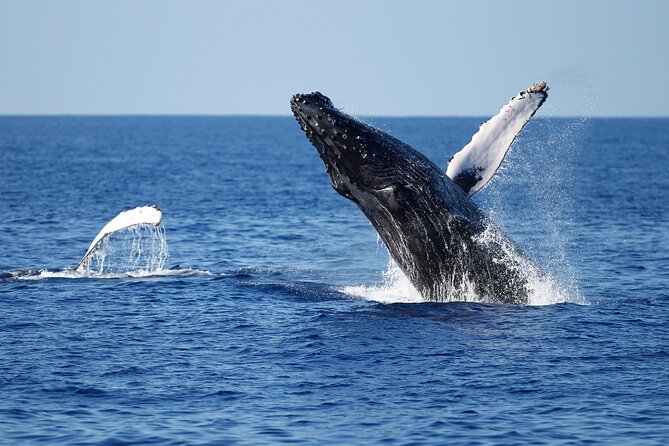 3-Hour Guided Whale and Dolphin Watching Experience in San Diego - Searching for gray whales
