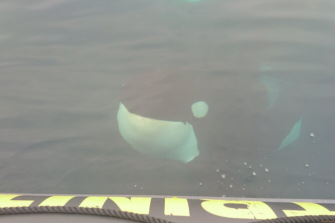 3 Hour Ocean Safari by Zodiac Boat -Whales & Icebergs seasonally - How the group size affects the ride