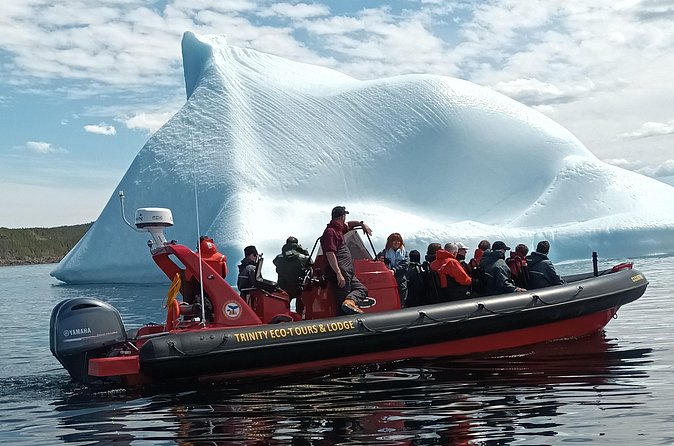 3 Hour Ocean Safari by Zodiac Boat -Whales & Icebergs seasonally - Booking, cancellation, and timing advice