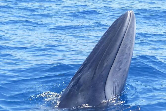 3-Hour Private Tour with Whale and Dolphin Watching - The Los Gigantes Cliffs From the Water
