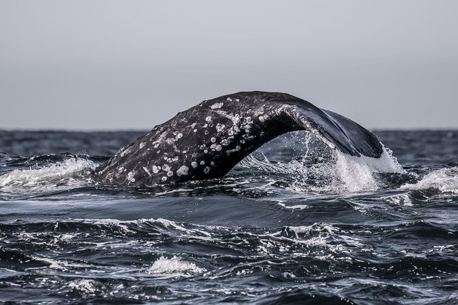 3-Hour Whale Watching Tour from Monterey - Leaving Old Fisherman’s Wharf at 10 a.m.