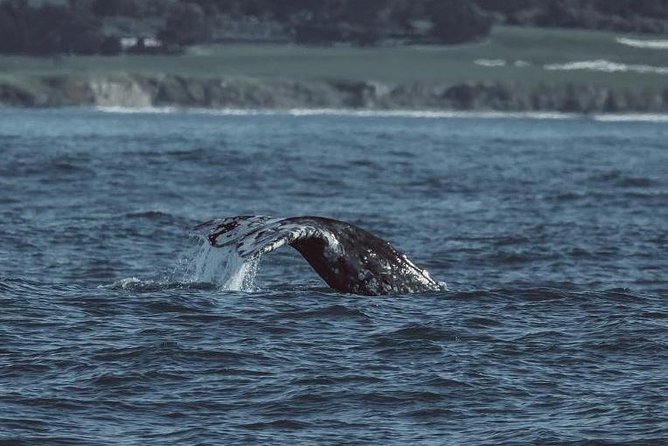 3-Hour Whale Watching Tour from Monterey - The wildlife you might see