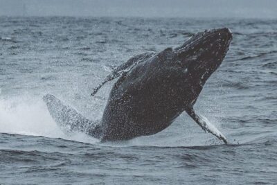 3-Hour Whale Watching Tour from Monterey