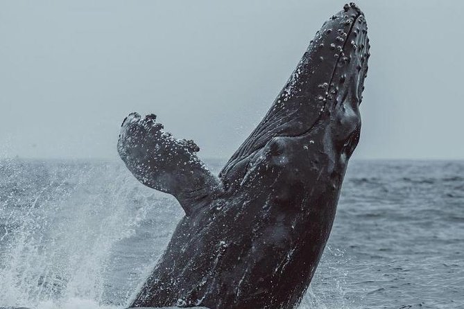 3-Hour Whale Watching Tour from Monterey - Is $75 a good value?
