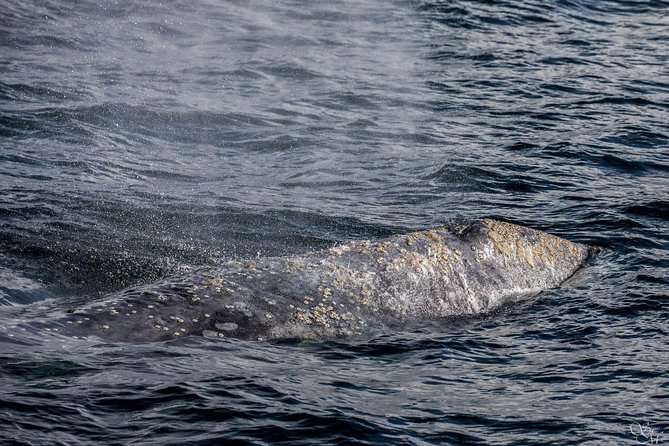 3-Hour Whale Watching Tour from Monterey - Who will enjoy this trip most?
