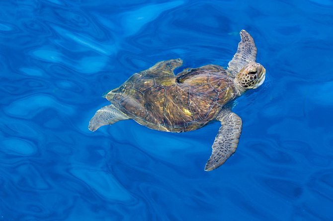 3 Hours All Inclusive Whale and Dolphin Whatching Yacht Trip - Is $52.36 good value?