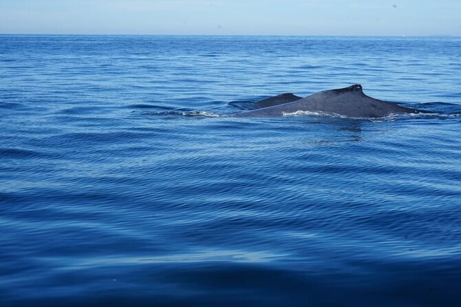 3 Hours of Whale Watching in Puerto Vallarta - Searching for whales in open water