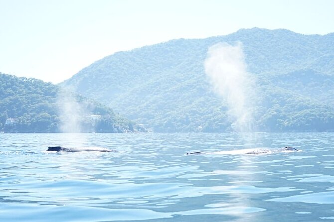 3 Hours of Whale Watching in Puerto Vallarta - Cancellation and booking details