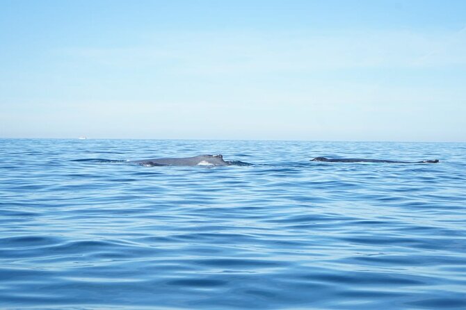 3 Hours of Whale Watching in Puerto Vallarta - What the whale guide adds, and what it may not