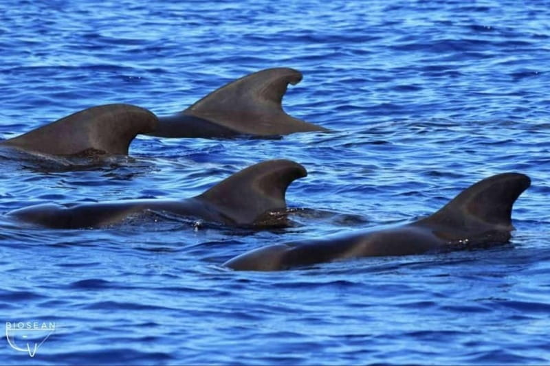 3h Whale Watching Private tour Beneteau Oceanis 440 - Who will enjoy Madoudou most