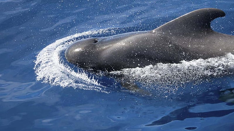 3h Whale Watching Private Tour Costa Adeje Lina7 Mizendoha - Key points at a glance