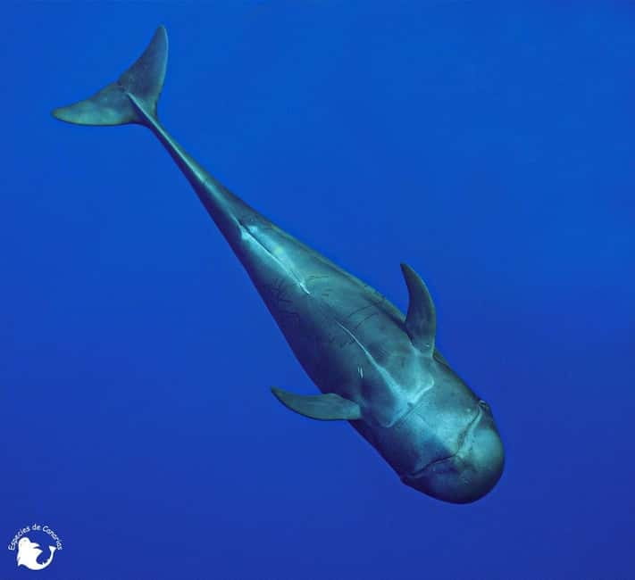 3h Whale Watching Private Tour Costa Adeje Lina7 Mizendoha - Practical details before you reserve