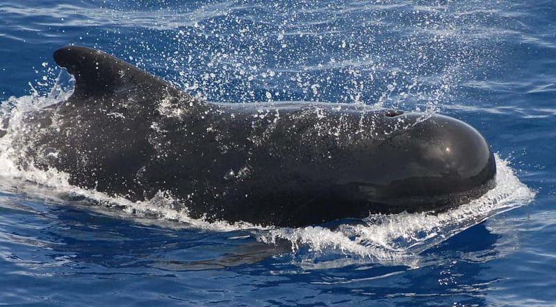 3h Whale watching Share Tour Costa Adeje Lina7 Mizendoha - Is $65 good value?