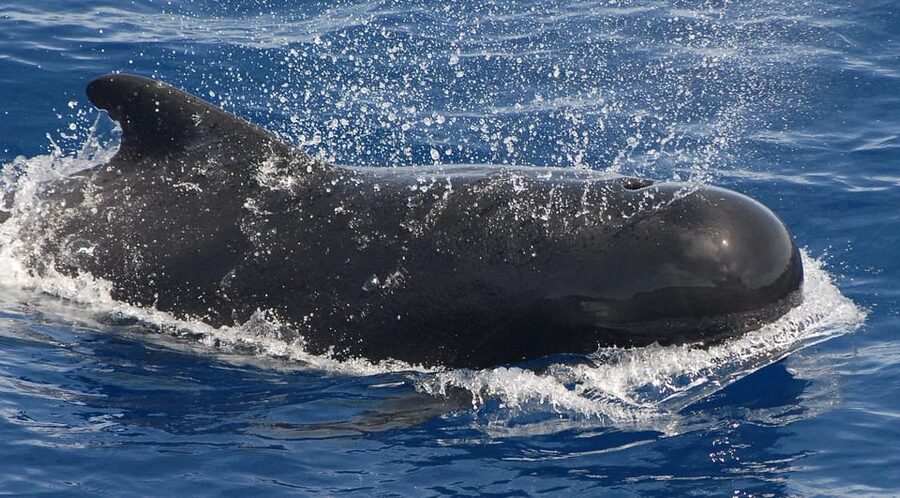 3h Whale watching Share Tour Costa Adeje Lina7 Mizendoha - Who will enjoy Lina7 or Mizendoha most?