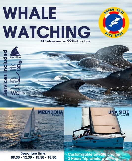 3h Whale watching Share Tour Costa Adeje Lina7 Mizendoha - The first hour: sailing along Tenerife’s volcanic coast