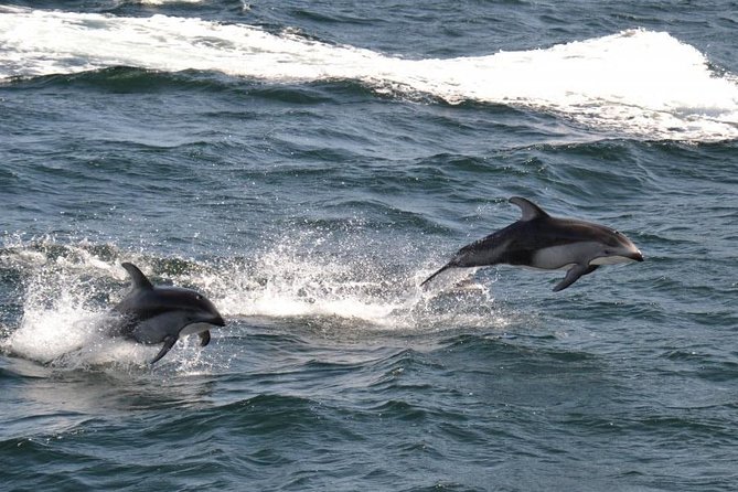 4 Hour Afternoon Whale Watching Tour - Is $174.16 a fair price?