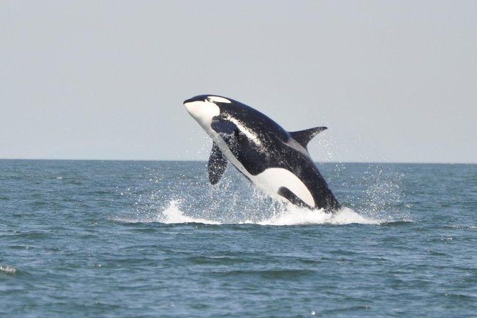 4 Hour Afternoon Whale Watching Tour - Weather, minimum numbers, and cancellation rules