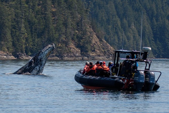 4 Hour Morning Whale Watching Tour - Key Points to Know Before You Go