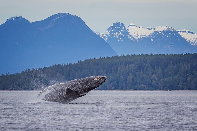 4 Hour Morning Whale Watching Tour - Campbell River Is the Real Starting Point