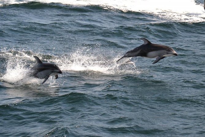 4 Hour Morning Whale Watching Tour - A Guide Who Adds More Than Directions