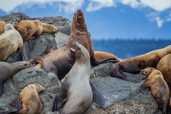 4 Hour Morning Whale Watching Tour - What the Wildlife List Really Means