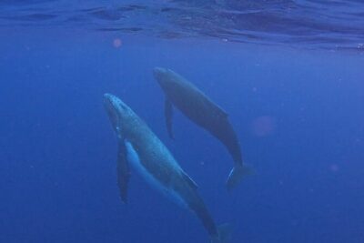 4 Hour Private Humpback Whales Encounter in Moorea