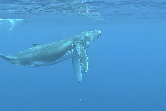 4 Hour Private Humpback Whales Encounter in Moorea - What the private format is worth