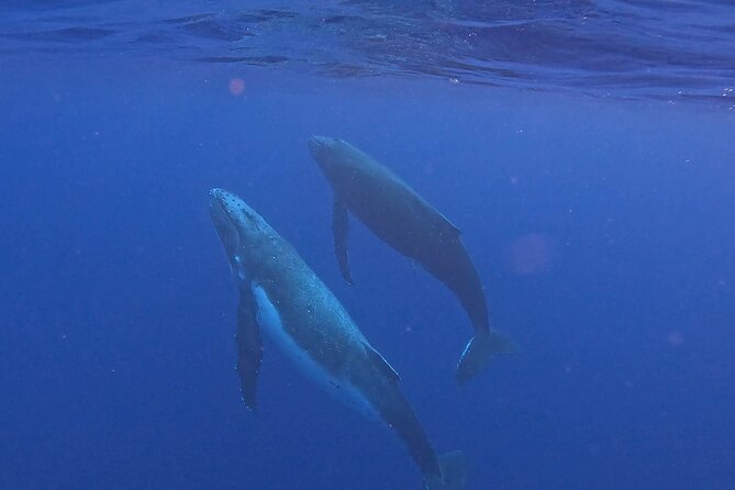 4 Hour Private Humpback Whales Encounter in Moorea - The safety briefing sets the tone