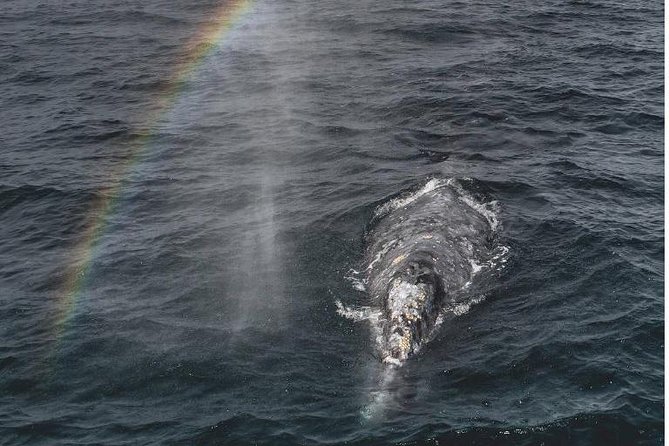 4 Hour Whale Watching Tour From Monterey - Key points to know before you book