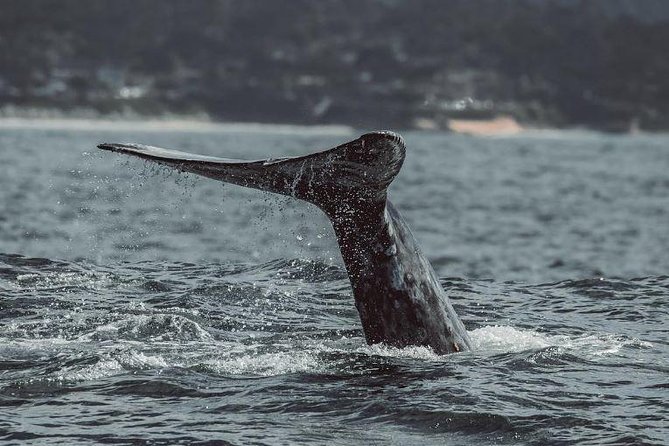 4 Hour Whale Watching Tour From Monterey - Why Monterey Bay is such a strong whale watching base