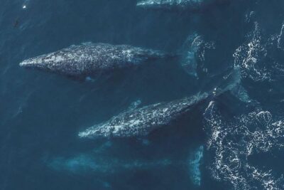 4 Hour Whale Watching Tour From Monterey