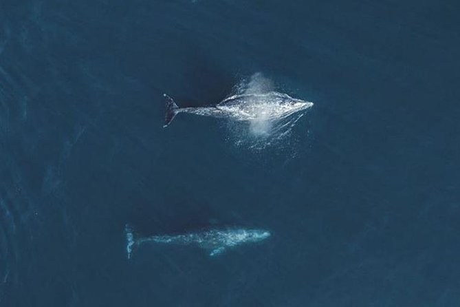 4 Hour Whale Watching Tour From Monterey - The whales and marine life you might see