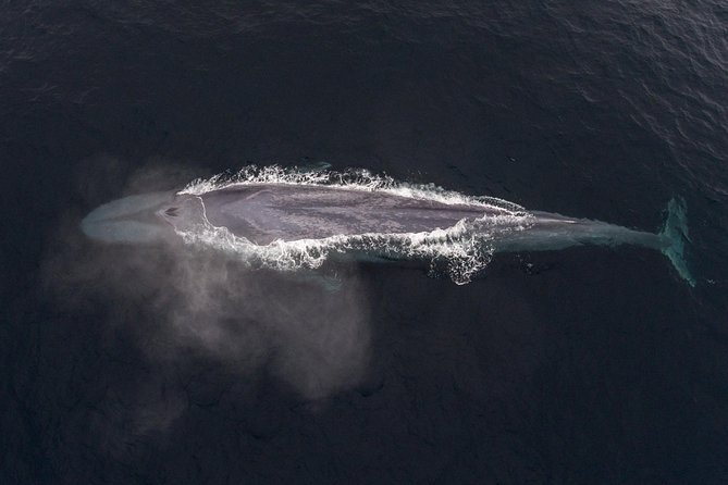 4 Hour Whale Watching Tour From Monterey - What to wear and bring