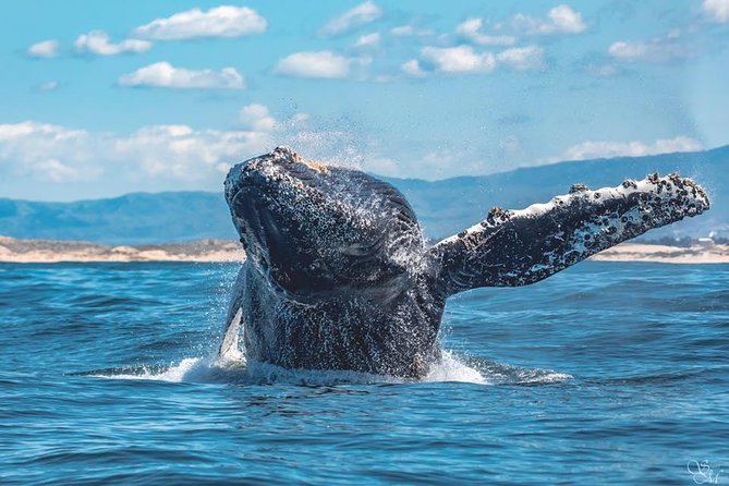 4 Hour Whale Watching Tour From Monterey - Is $85 a fair price?
