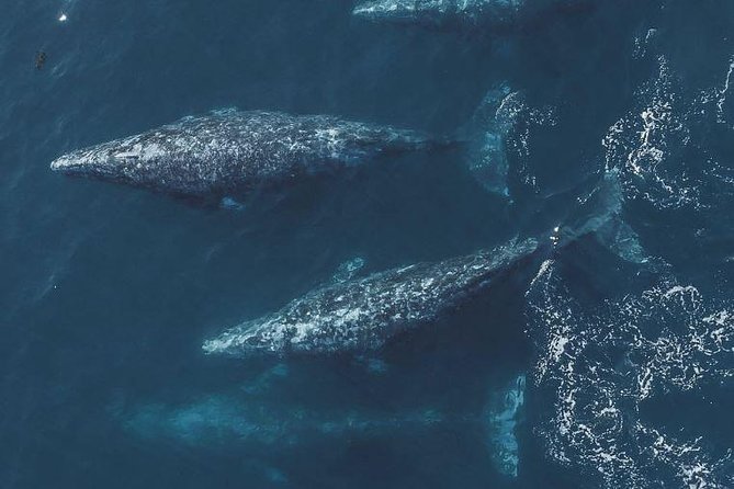 4 Hour Whale Watching Tour From Monterey - From 66 Fishermans Wharf to open water