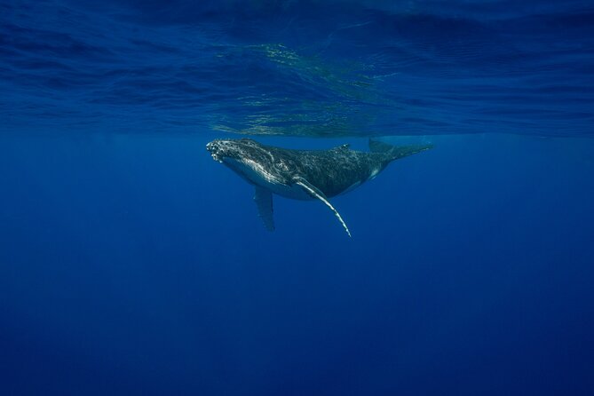 4 Hours of Humpback Whale Watching in Tahiti - Four hours searching Tahiti’s open ocean