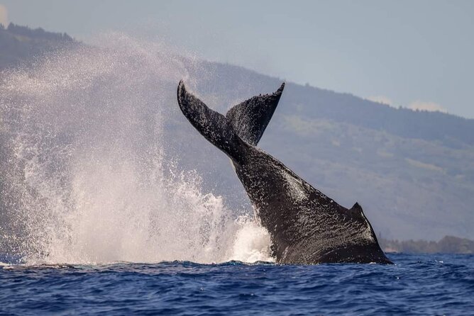 4 Hours of Humpback Whale Watching in Tahiti - Snorkeling is optional, but the rules are firm